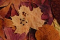 Colorful autumn leafs Royalty Free Stock Photo