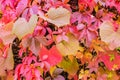 Colorful autumn leafs arrangement Royalty Free Stock Photo