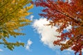Colorful autumn leaves Royalty Free Stock Photo