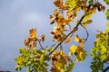 colorful autumn leaves and acorns hang from a branches of an oak tree Royalty Free Stock Photo