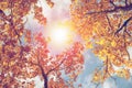 Colorful Autumn Leaves against blue sky. Toned image Royalty Free Stock Photo