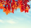 Colorful Autumn Leaves against blue sky. Toned image Royalty Free Stock Photo