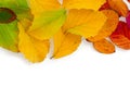 Colorful autumn leaves as a border background isolated on white Royalty Free Stock Photo