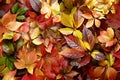 Colorful autumn leaves background