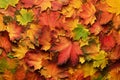 Colorful autumn leaves background with copy space. Cozy fall mood. Season and weather concept