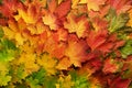 Colorful autumn leaves background with copy space. Cozy fall mood. Season and weather concept Royalty Free Stock Photo