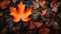 Colorful autumn leaves background, Multicolor maple leaves background. High quality resolution picture