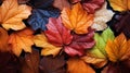 Colorful autumn leaves background, Multicolor maple leaves background. High quality resolution picture