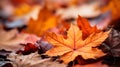 Colorful autumn leaves background, Multicolor maple leaves background. High quality resolution picture