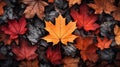 Colorful autumn leaves background, Multicolor maple leaves background. High quality resolution picture