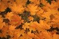 Colorful autumn leaves background. Royalty Free Stock Photo