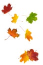 Colorful autumn leaves Royalty Free Stock Photo