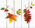 Colorful autumn leaves and berries hanging on wooden clothespin on white background. Royalty Free Stock Photo