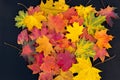 Colorful autumn leaves on a black background. Bright maple leaves