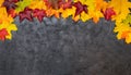 Colorful autumn leaves on a black textural background