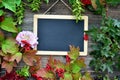 Colorful autumn leaves Blackboard Royalty Free Stock Photo