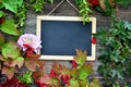 Colorful autumn leaves Blackboard