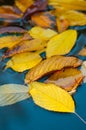 Colorful autumn leaves on blue water surface.