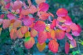 Colorful autumn leaves on a branch. Natural background