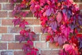 colorful autumn leaves on brick wall Royalty Free Stock Photo