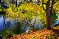 Colorful autumn leaves in bright colors on the river bank Royalty Free Stock Photo