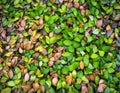 Colorful Autumn Leaves Carpet Royalty Free Stock Photo