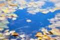 Colorful autumn leaves close-up on cold blue water, yellow on blue, , blurred background Royalty Free Stock Photo