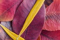 Colorful autumn leaves closeup. Abstract  background. Royalty Free Stock Photo