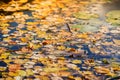 Colorful autumn leaves on cold blue water with sun reflections, golden mosaic, blurred background Royalty Free Stock Photo