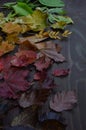 Colorful autumn leaves in color gradient on brown