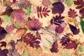 Colourful autumn leaves composition. Tree leaf pattern. Fall season beautiful nature background