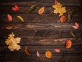 Colorful autumn leaves on a dark old wood background. Bright autumn leaves bordering on rustic wooden boards. Round frame, top vi Royalty Free Stock Photo