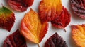 Colorful autumn leaves with dew drops Royalty Free Stock Photo