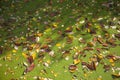 Colorful autumn leaves on duckweed in pond lit by sunlight Royalty Free Stock Photo