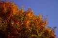 colorful autumn leaves on early fall sunny day, orange red tree crown on bright clear blue sky background Royalty Free Stock Photo