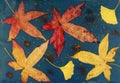 Colorful autumn leaves on an exposing wet cyanotype