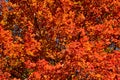 Colorful Autumn Leaves