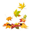 Colorful autumn leaves falling down Royalty Free Stock Photo