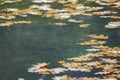 Colorful autumn leaves fell in a forest pond giving beautiful pa