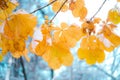 Colorful autumn leaves in the first snow. Royalty Free Stock Photo