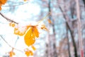 Colorful autumn leaves in the first snow. Royalty Free Stock Photo