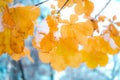 Colorful autumn leaves in the first snow. Royalty Free Stock Photo