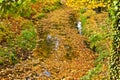 Colorful autumn leaves floating on the water Royalty Free Stock Photo