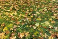 Colorful autumn leaves floating on water surface. Abstract background with autumn leaves Royalty Free Stock Photo