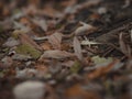 Colorful autumn leaves in forest. Closeup macro effect. Autumn is comming