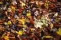 Colorful autumn leaves on the forest floor, seasonal nature, full frame background with copy space Royalty Free Stock Photo