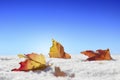 Colorful autumn leaves in fresh winter snow Royalty Free Stock Photo