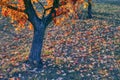 colorful autumn leaves, autumn colored carpet Royalty Free Stock Photo