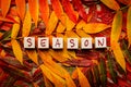 Colorful autumn leaves on gray wood with the word season on wooden blocks Royalty Free Stock Photo