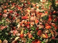 Colorful autumn leaves on green grass. Fall background. Autumn conceptt. Copy space. Red leaves Royalty Free Stock Photo